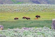 20-YellowstoneAnimals