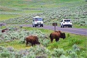 21-YellowstoneAnimals