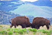 24-YellowstoneAnimals