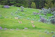 25-YellowstoneAnimals