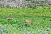 26-YellowstoneAnimals