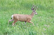 27-YellowstoneAnimals