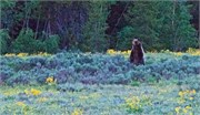 04-GrizzlyGrandTeton