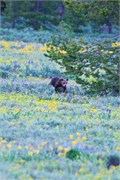 10-GrizzlyGrandTeton
