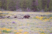 11-GrizzlyGrandTeton