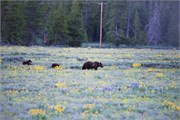 13-GrizzlyGrandTeton