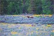 17-GrizzlyGrandTeton