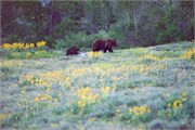 23-GrizzlyGrandTeton