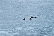 32-KenaiFjordFoxIsland