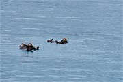33-KenaiFjordFoxIsland