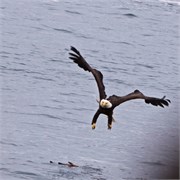 36-KenaiFjordFoxIsland