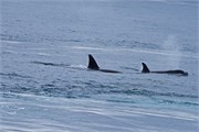 39-KenaiFjordFoxIsland
