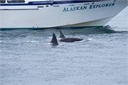 40-KenaiFjordFoxIsland