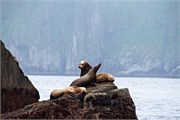 43-KenaiFjordFoxIsland