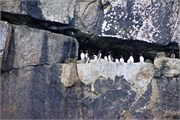 44-KenaiFjordFoxIsland