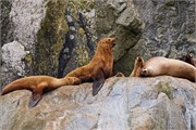 45-KenaiFjordFoxIsland