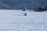 01-KenaiFjordWildlife
