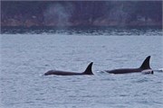 03-KenaiFjordWildlife