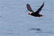 06-KenaiFjordWildlife