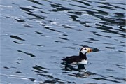 07-KenaiFjordWildlife
