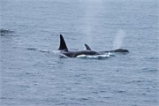 09-KenaiFjordWildlife