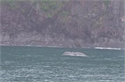 10-KenaiFjordWildlife
