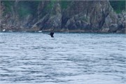 15-KenaiFjordWildlife