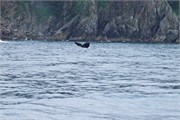 16-KenaiFjordWildlife