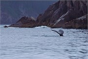 23-KenaiFjordWildlife