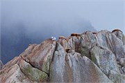 28-KenaiFjordWildlife