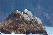 29-KenaiFjordWildlife