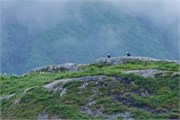 34-KenaiFjordWildlife