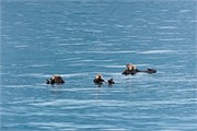 36-KenaiFjordWildlife