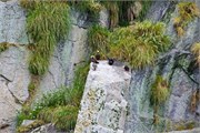 44-KenaiFjordWildlife
