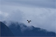 49-KenaiFjordWildlife
