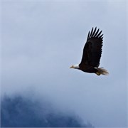 52-KenaiFjordWildlife