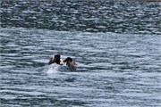 55-KenaiFjordWildlife