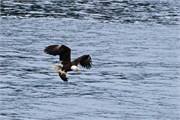 58-KenaiFjordWildlife