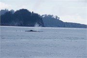 63-KenaiFjordWildlife