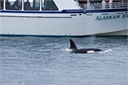 65-KenaiFjordWildlife