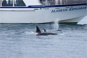 66-KenaiFjordWildlife