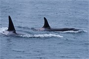 68-KenaiFjordWildlife
