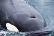 70-KenaiFjordWildlife