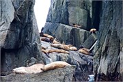 73-KenaiFjordWildlife