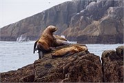77-KenaiFjordWildlife
