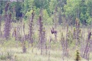 14-TrainToDenali