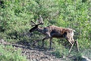 27-80-DenaliParkTour2017