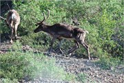 29-82-DenaliParkTour2017