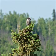 28-DaltonHwyArcticCircle