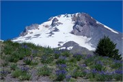 10-MtHood-OR